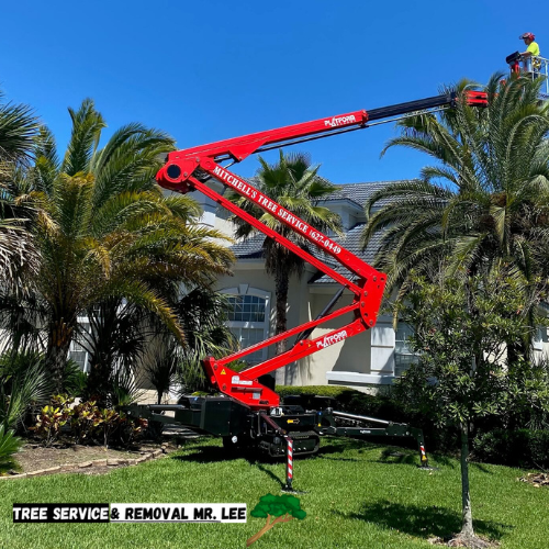 palm trimming murrieta