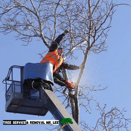 tree trimming murrieta